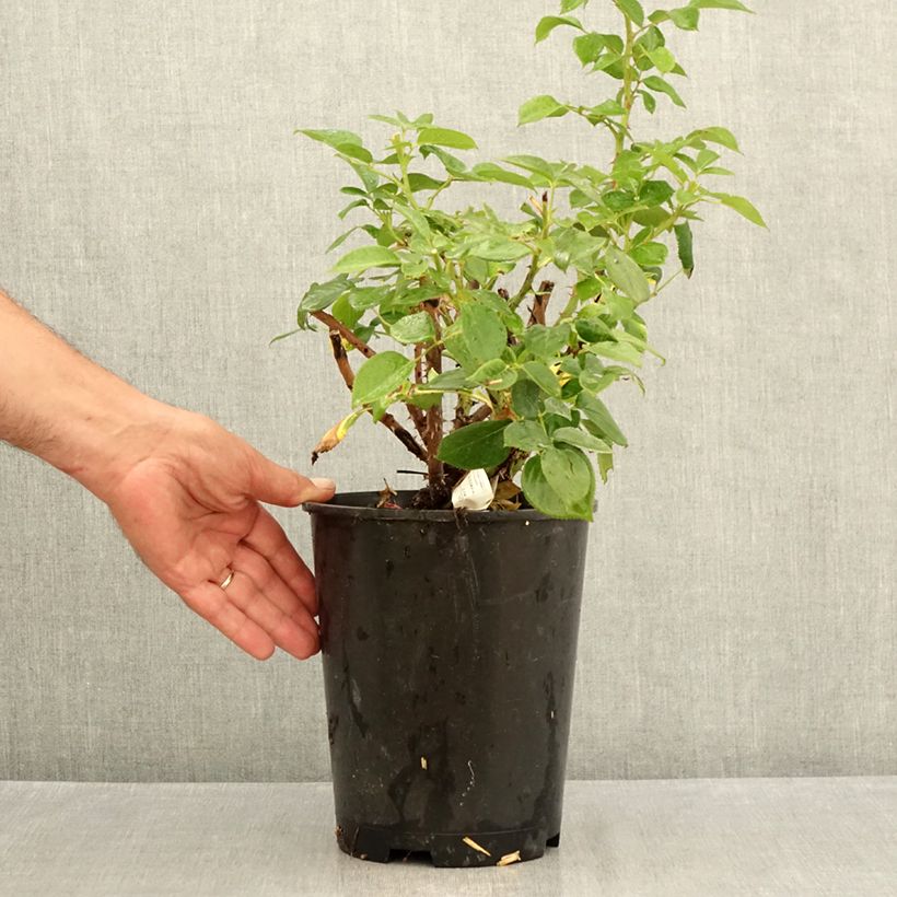 Example of Rosa Perfume Factory Vaso da 4L/5L as you get in ete