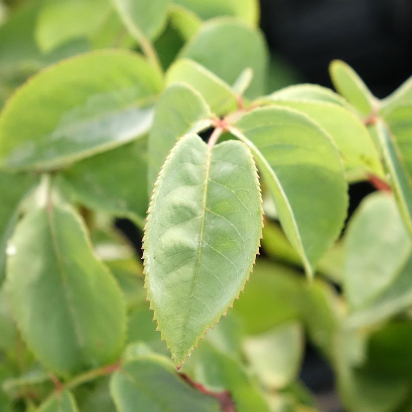 Rosa Perugino (Fogliame)