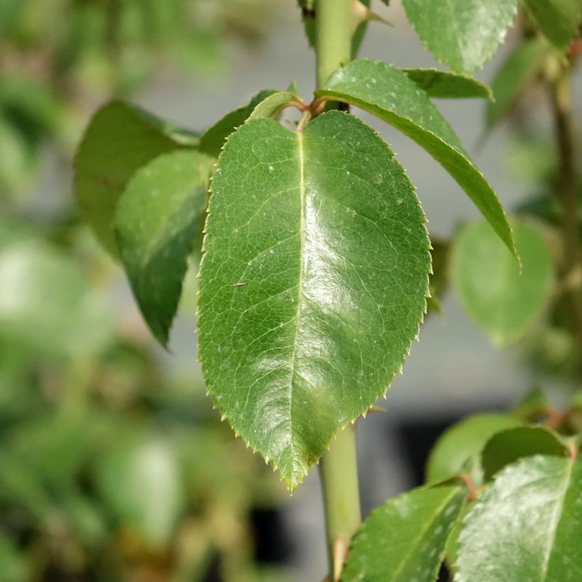 Rosa Pierre Arditi (Foliage)