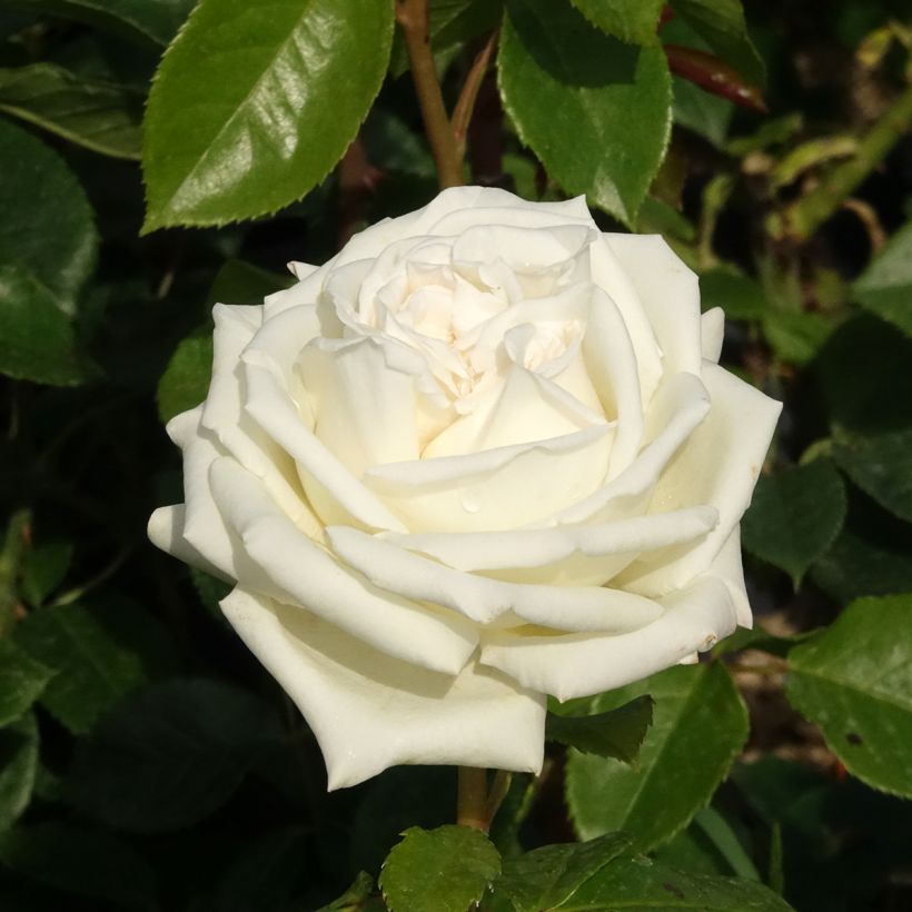 Rosa Pierre Arditi (Fioritura)
