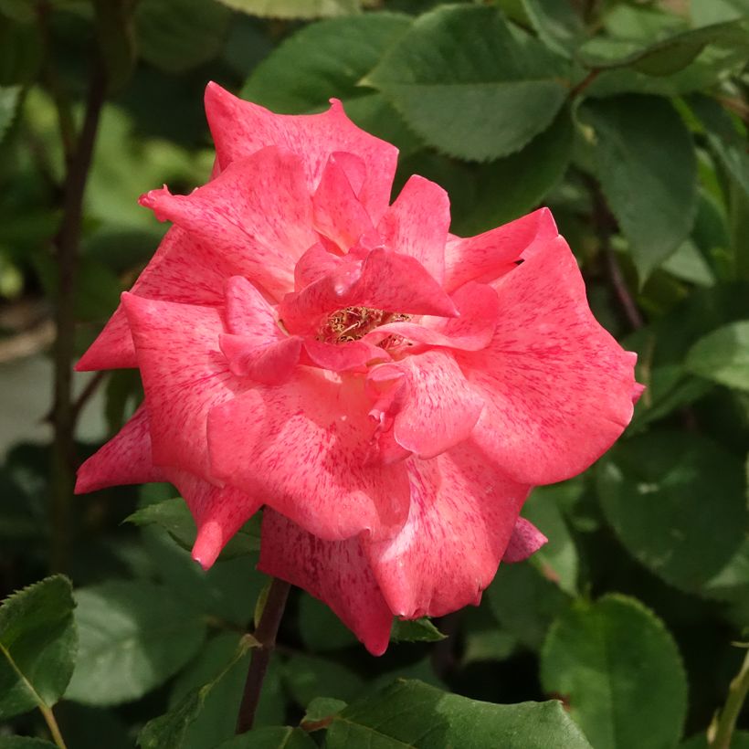 Rosa Pierre Cardin - Rose ibrida di tea (Fioritura)