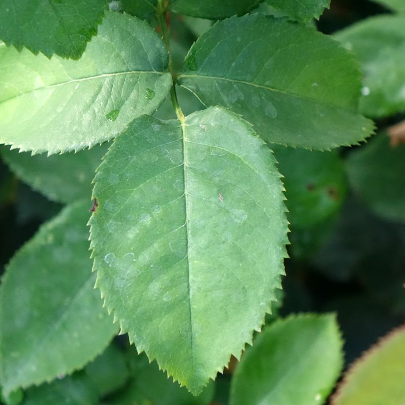 Rosa Pierre de Luxembourg (Fogliame)