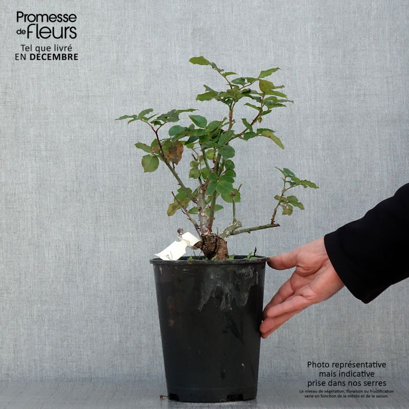 Esemplare di Rosier à grandes fleurs Pierre de Luxembourg Pot de 4L/5L come consegnato in autunno
