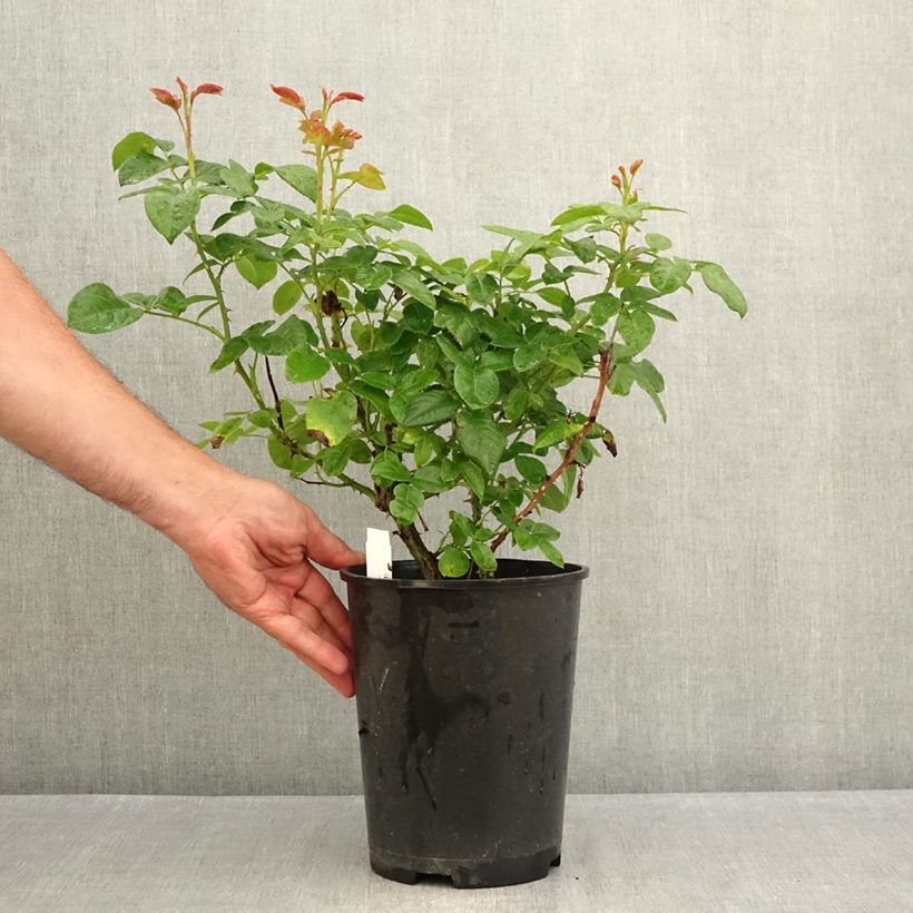 Esemplare di Rosa Pink Eureka - Rose ibrida di tea Vaso da 4L/5L consegnato in estate