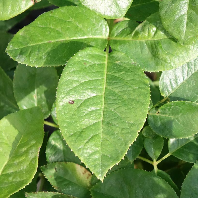 Rosa Pink Eureka - Rose ibrida di tea (Fogliame)