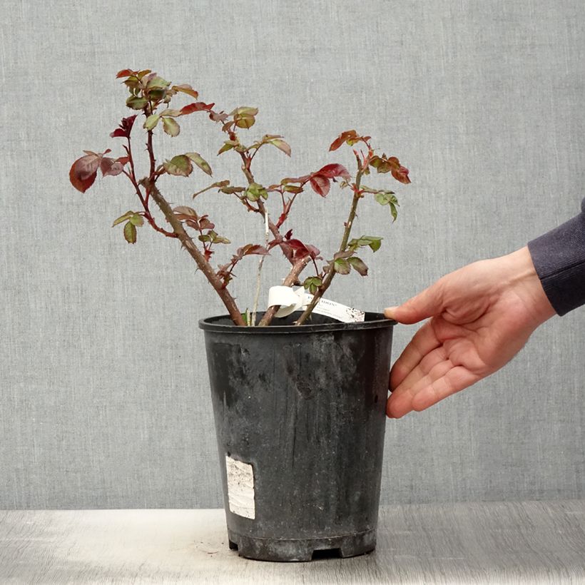 Rosa Poseidon - Rose ibrida di tea Vaso da 4L/5L esemplare consegnato in primavera