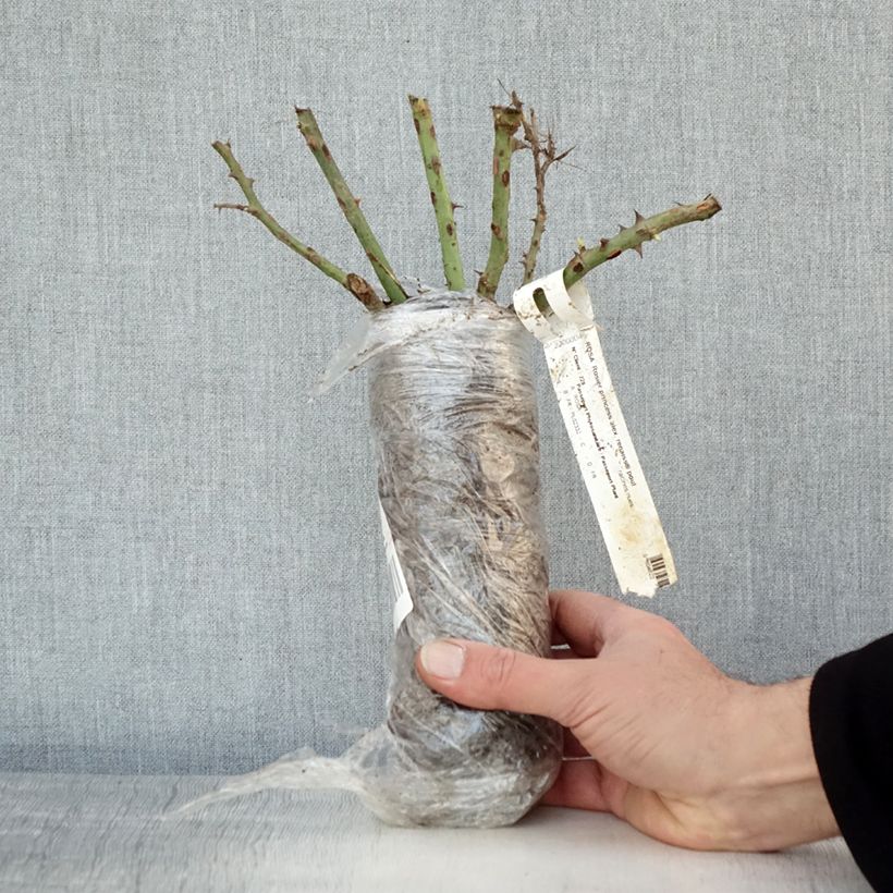 Example of Rosa Princesse Alexandra Renaissance - Rose ibrida di tea Zolla a radice nuda as you get in hiver