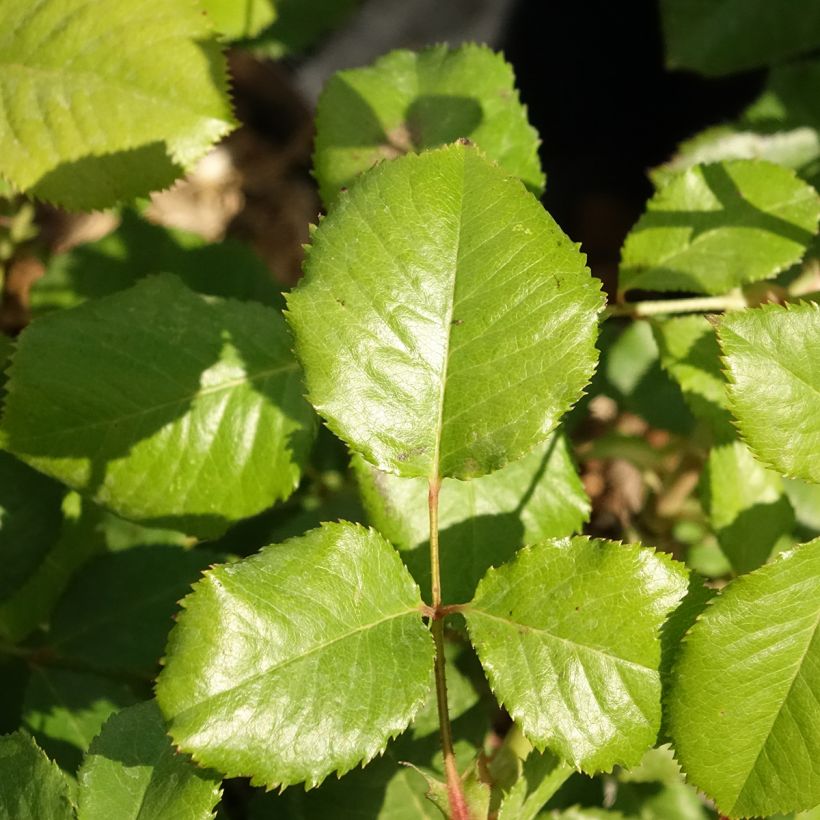Rosa Princesse Alexandra Renaissance - Rose ibrida di tea (Foliage)