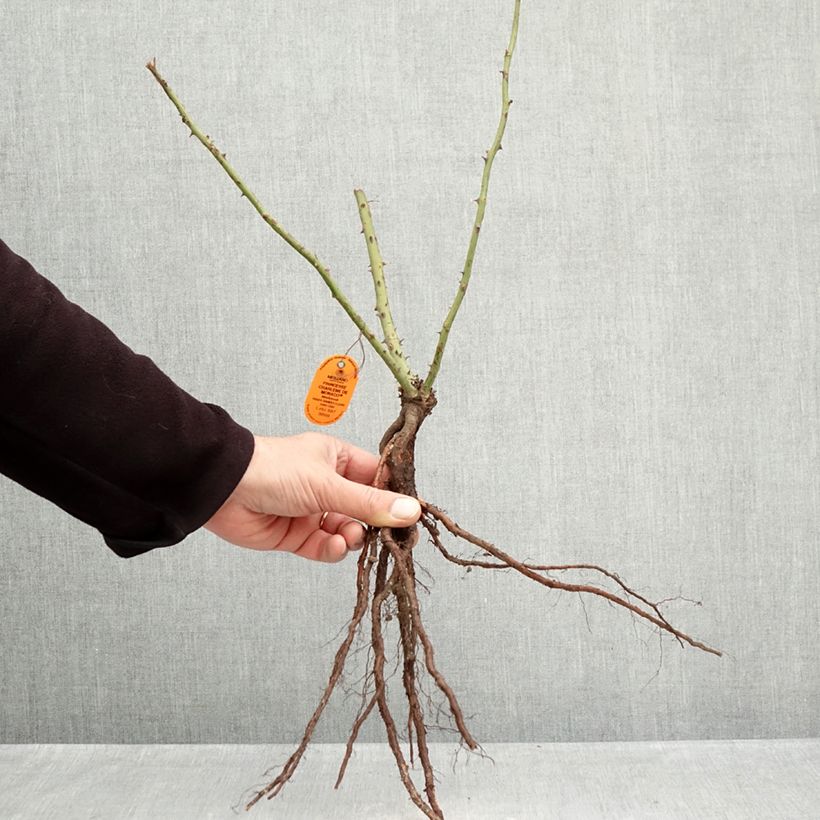 Rosa Princesse Charlène de Monaco Piante piccole a radice nuda esemplare consegnato in inverno