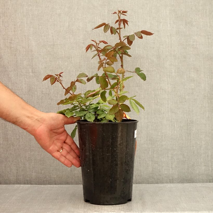 Example of Rosa Princesse de Monaco Meimagarmic Vaso da 4L/5L as you get in ete