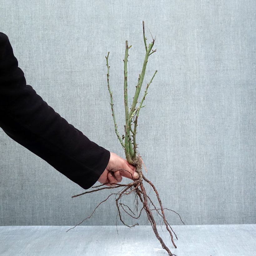 Example of Rosa Princesse de Monaco Meimagarmic Piante piccole a radice nuda as you get in hiver