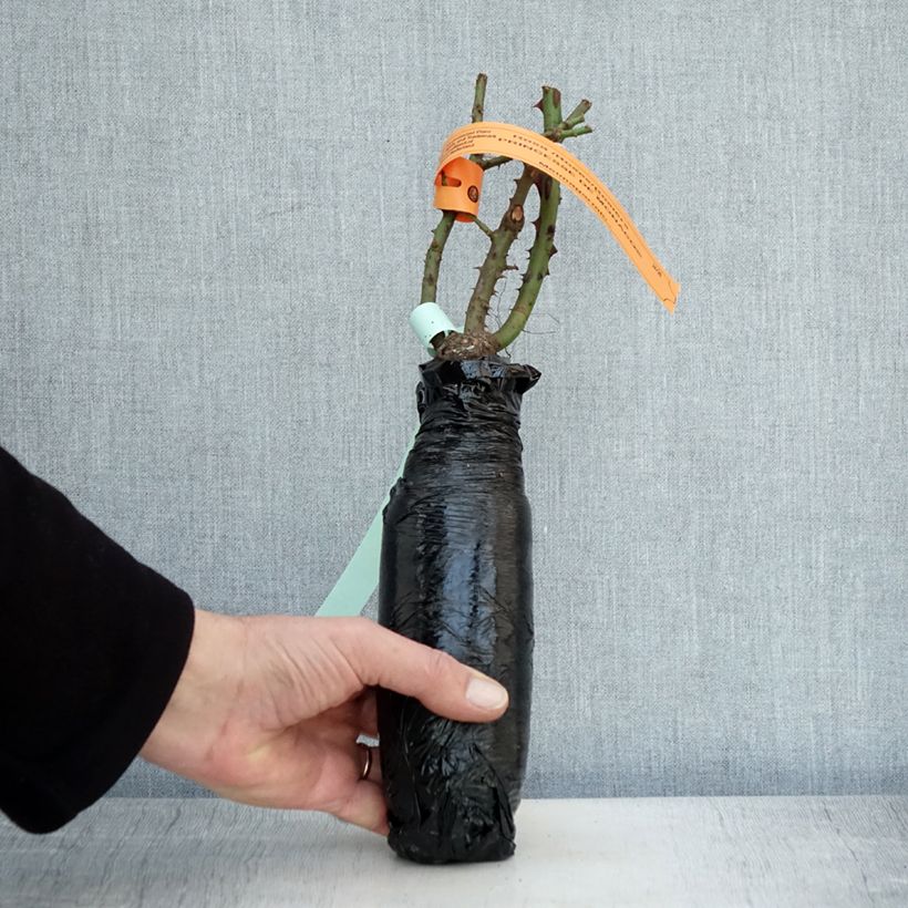 Example of Rosa Princesse de Monaco Meimagarmic Zolla a radice nuda as you get in hiver