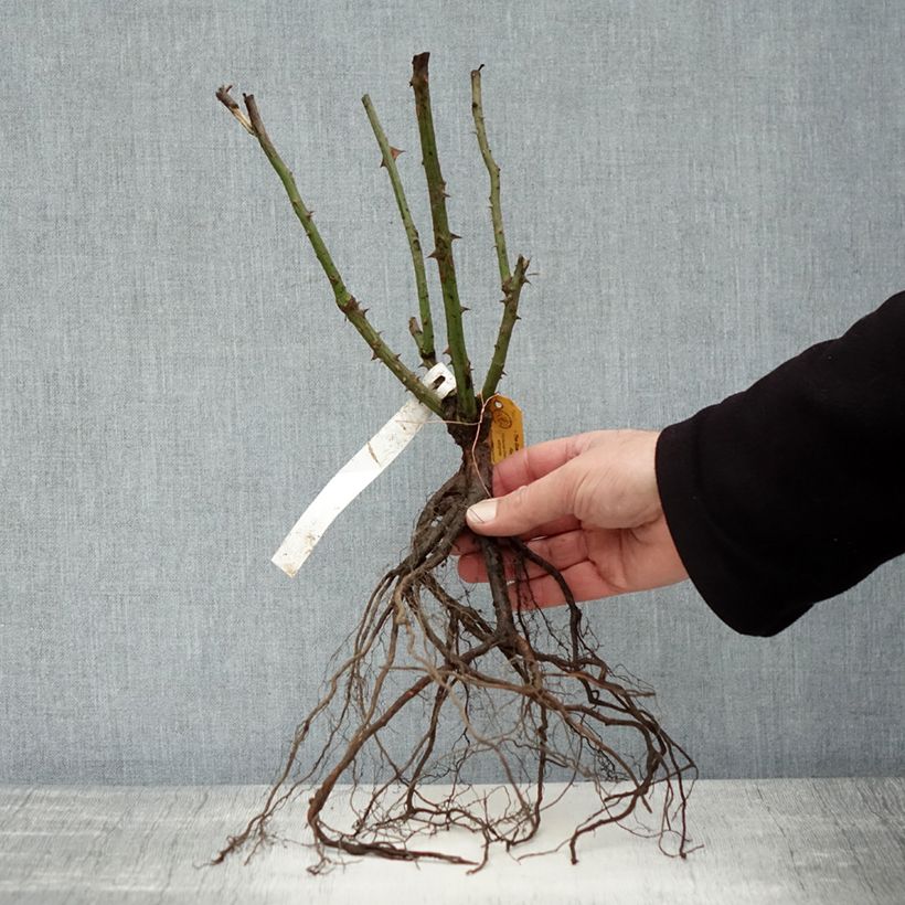 Rosa Queen Elisabeth Piante piccole a radice nuda esemplare consegnato in inverno