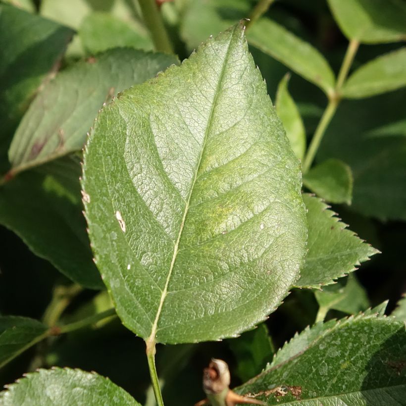 Rosa Queen Elisabeth (Fogliame)