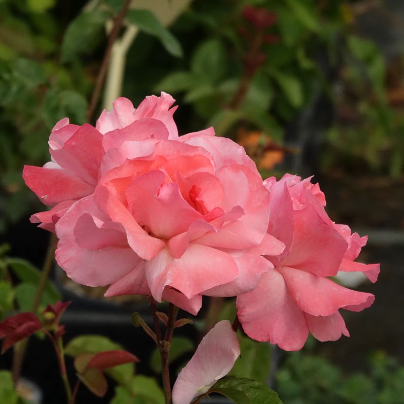 Rosa Queen Elisabeth (Fioritura)
