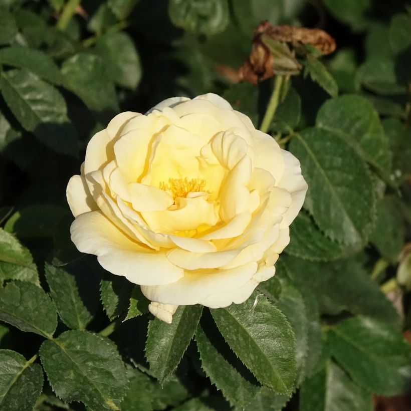Rosa Raffaello - Rose ibrida di tea (Flowering)
