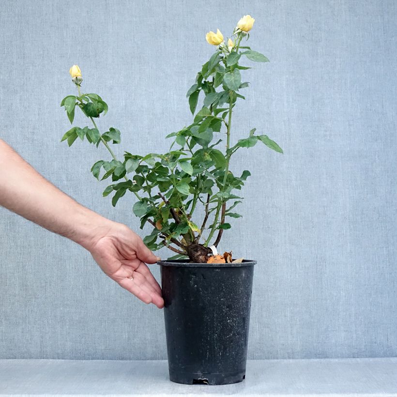 Example of Rosa Raffaello - Rose ibrida di tea Vaso da 4L/5L as you get in ete