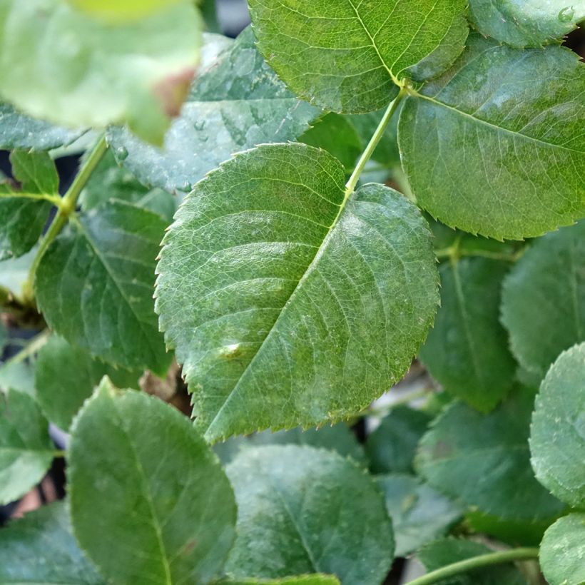 Rosa Ragazza Adalekov (Fogliame)