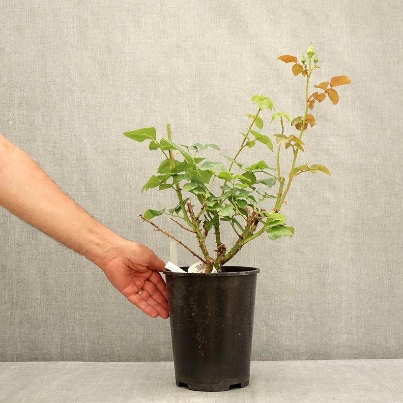 Esemplare di Rosa Ragazza Adalekov Vaso da 4L/5L consegnato in estate