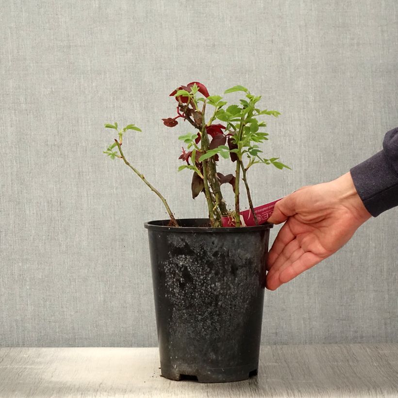 Rosa Reine des Parfums Vaso da 4L/5L esemplare consegnato in primavera