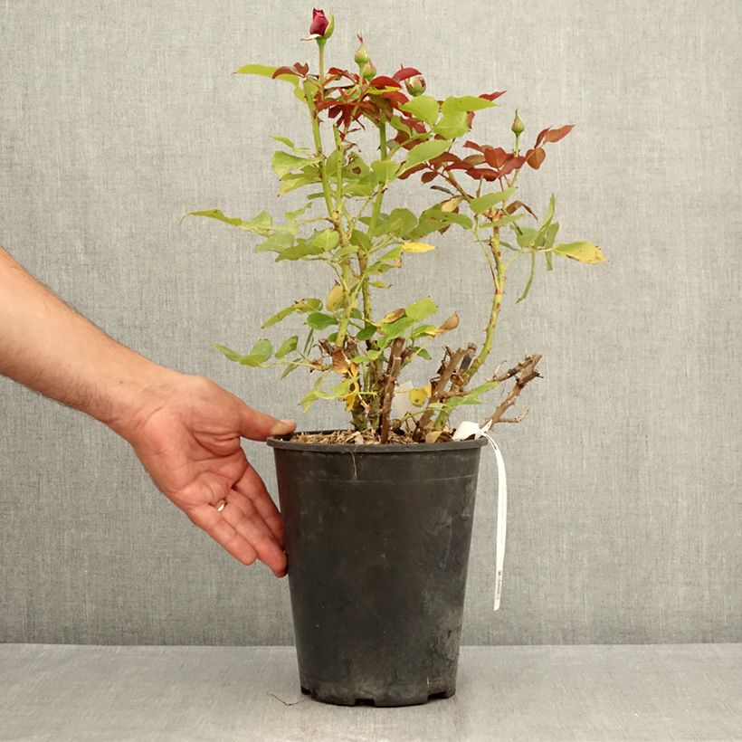 Example of Rosa Roi de Coeur - Rose ibrida di tea Vaso da 4L/5L as you get in ete