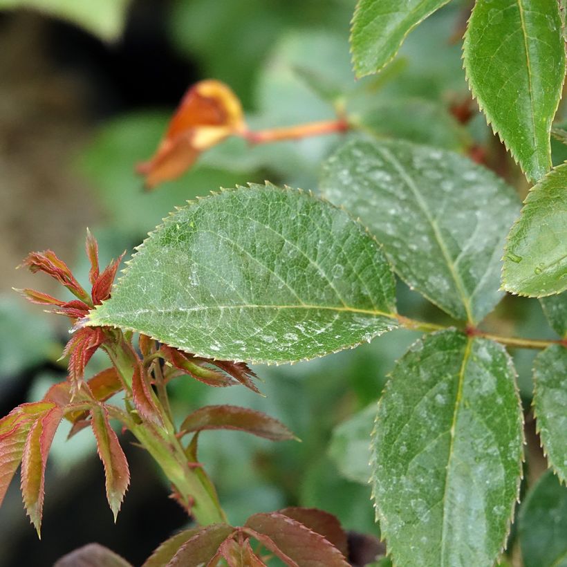Rosa Rose Clos Vougeot - Rose ibrida di tea (Fogliame)