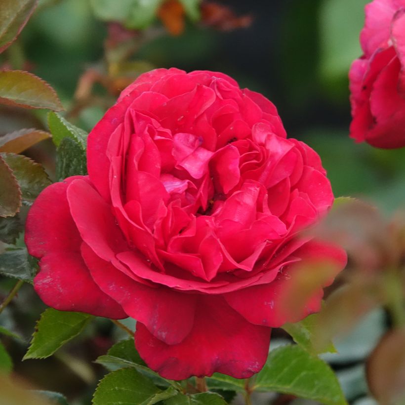 Rosa Rose Clos Vougeot - Rose ibrida di tea (Fioritura)