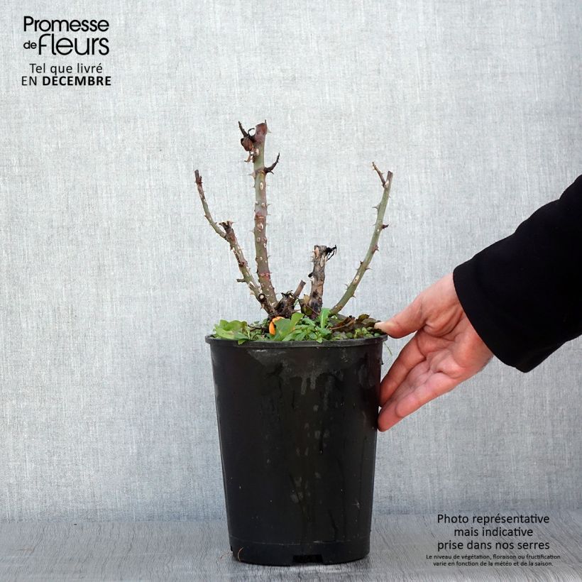 Esemplare di Rosier à grandes fleurs Ruban Rouge Pot de 4L/5L come consegnato in autunno