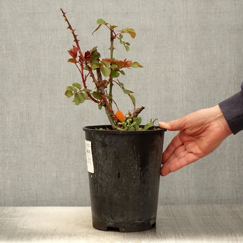 Example of Rosa Ruban Rouge Vaso da 4L/5L as you get in printemps