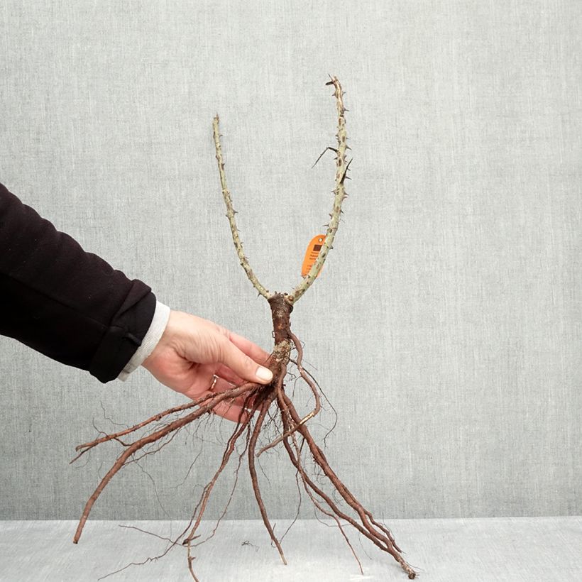 Example of Rosa Ruban Rouge Piante piccole a radice nuda as you get in hiver