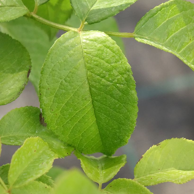 Rosa Sandrine Quétier - Rose ibrida di tea (Foliage)