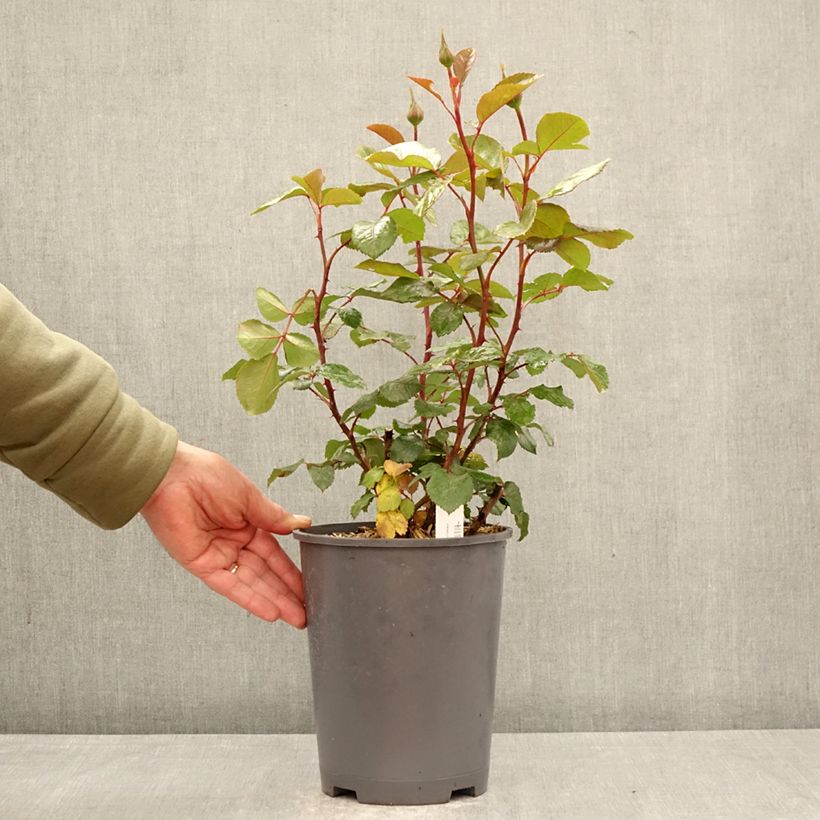 Rosa Schwarze Madonna Vaso da 4L/5L esemplare consegnato in primavera