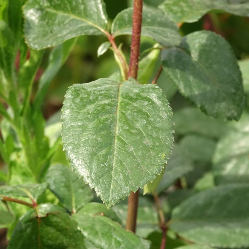 Rosa Schwarze Madonna (Fogliame)