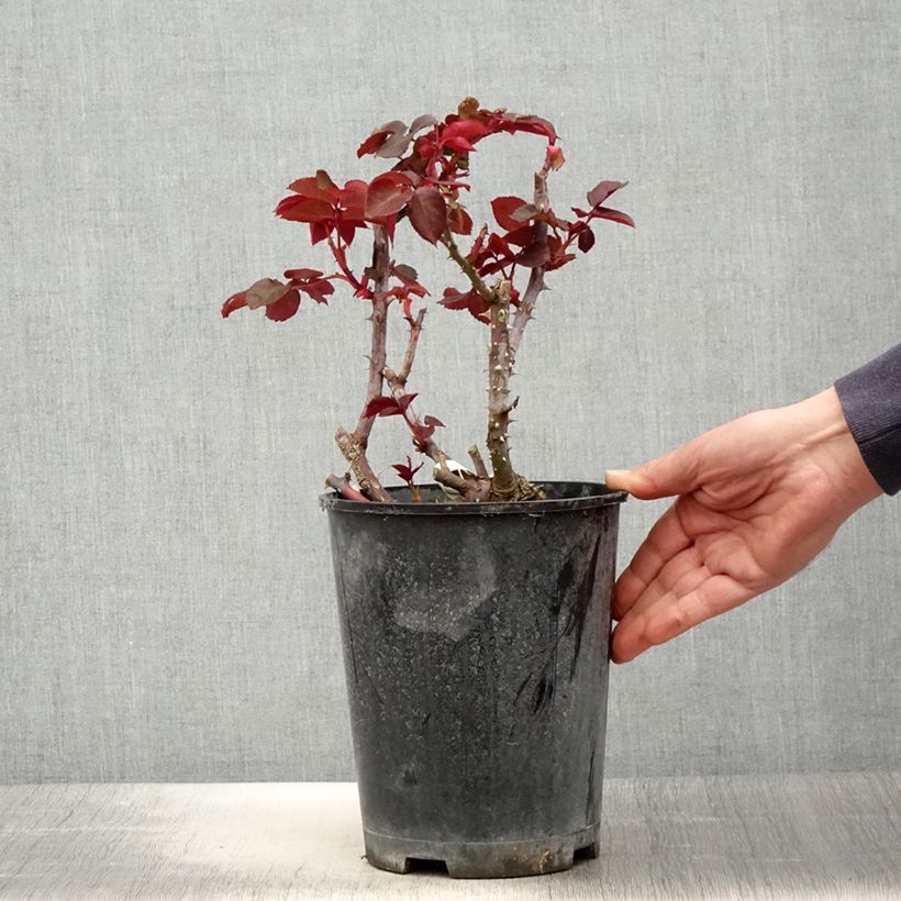 Example of Rosa Simone Veil - Rose ibrida di tea Vaso da 4L/5L as you get in printemps