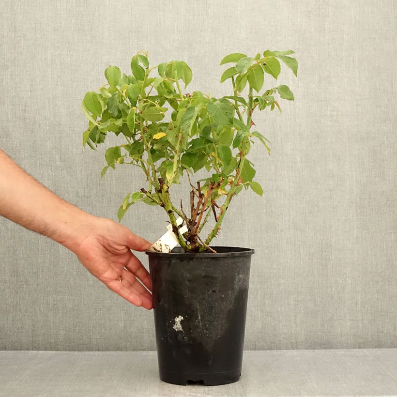 Example of Rosa Sophia Renaissance Vaso da 4L/5L as you get in ete