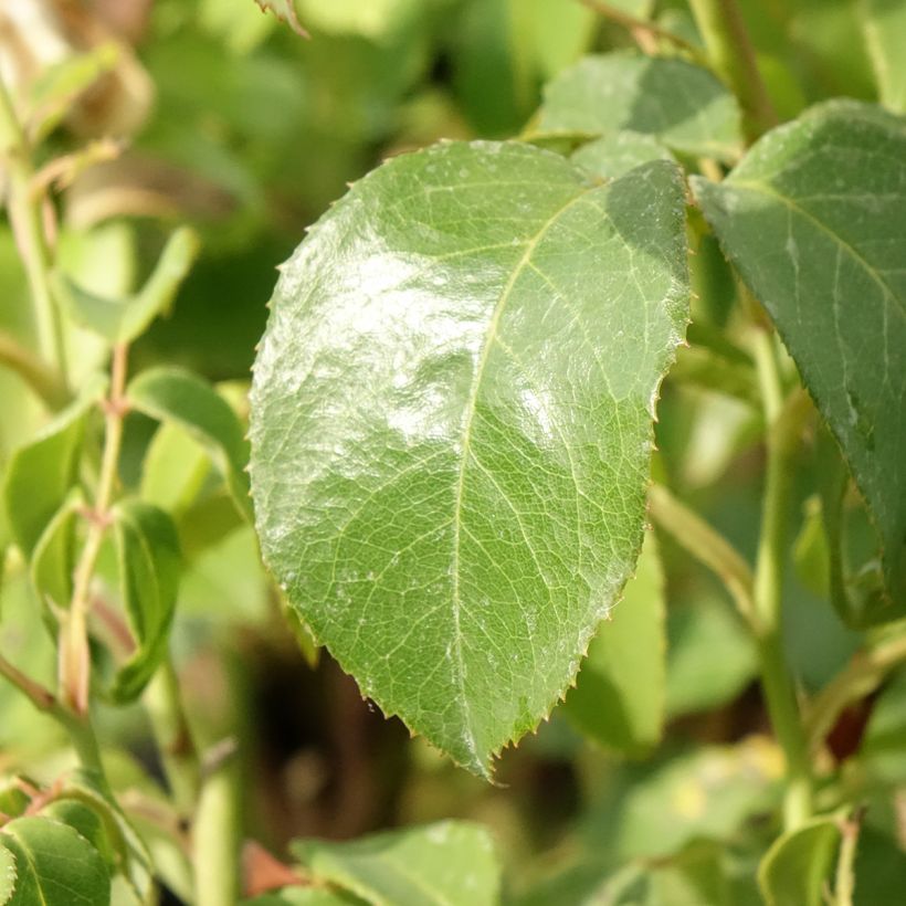 Rosa Sophia Renaissance (Foliage)