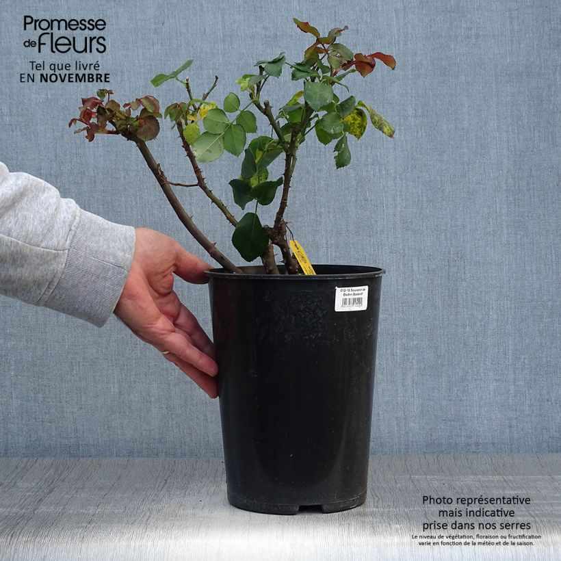 Esemplare di Rosa Souvenir de Baden-Baden - Rose ibrida di tea Vaso da 4L/5L come consegnato in autunno