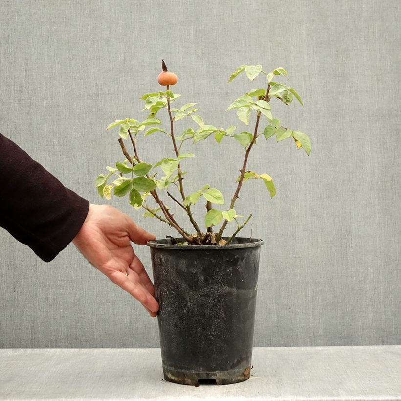 Esemplare di Rosa Summertime - Rose ibrida di tea Vaso da 4L/5L come consegnato in autunno