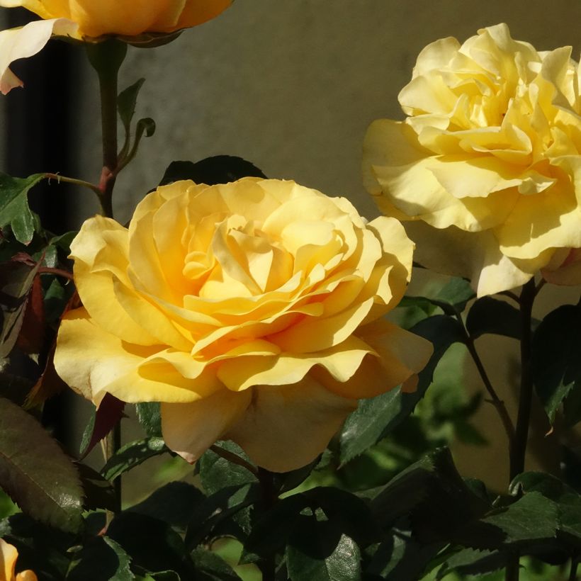Rosa Sunny Sky - Rose ibrida di tea (Fioritura)