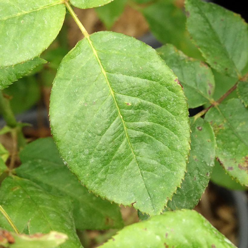 Rosa Sweet Eureka - Rose ibrida di tea (Fogliame)