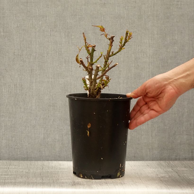 Rosa Terra Botanica Vaso da 4L/5L esemplare consegnato in primavera