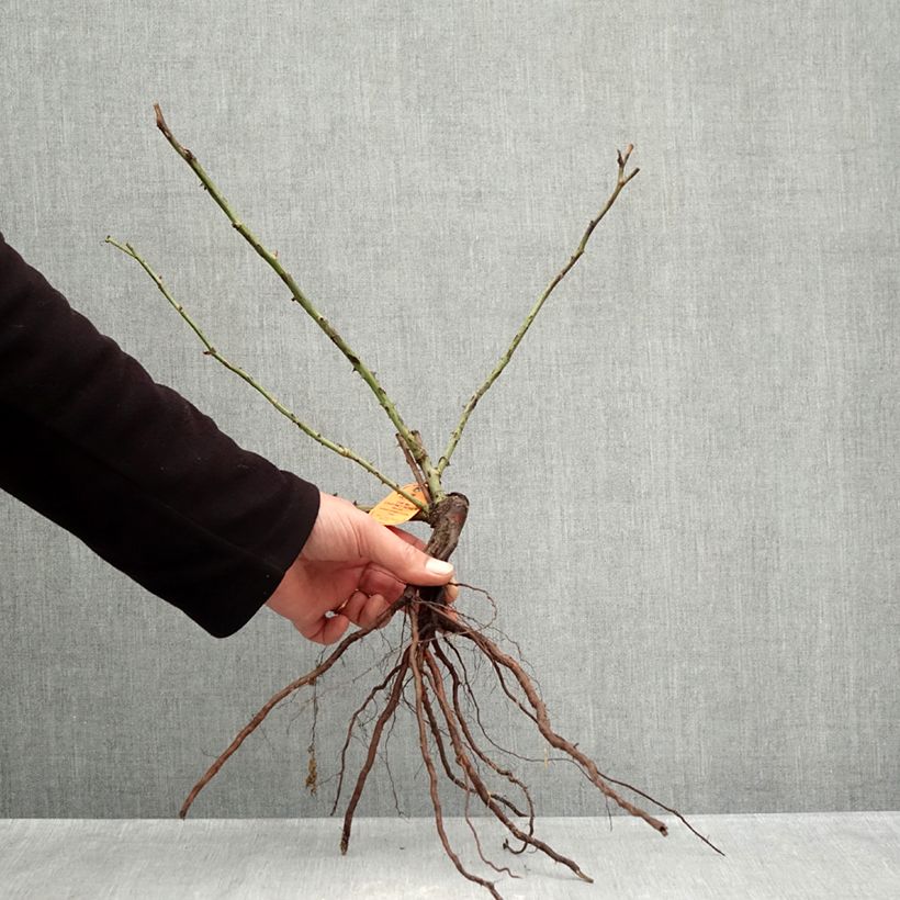 Rosa The McCartney Rose - Rose ibrida di tea Piante piccole a radice nuda esemplare consegnato in inverno