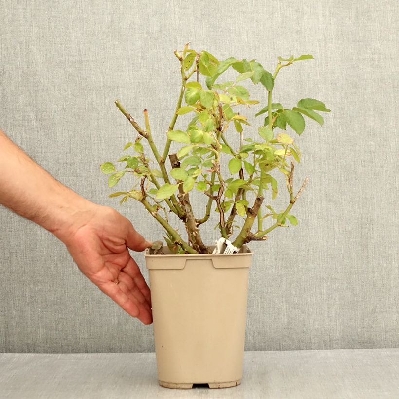 Esemplare di Rosa Thierry Marx - Rose ibrida di tea Vaso da 3L/4L consegnato in estate