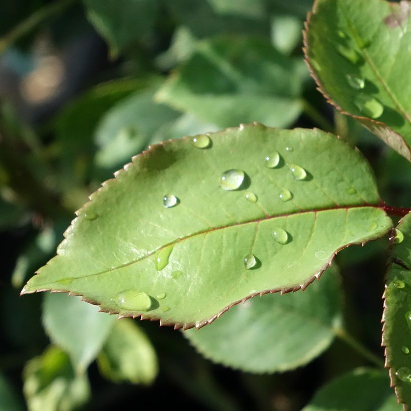 Rosa Tobago Odore (Fogliame)
