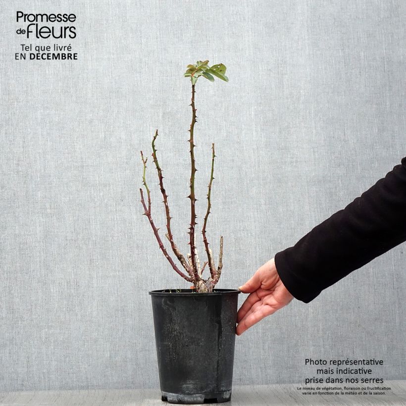 Esemplare di Rosier à grandes fleurs Traviata Pot de 4L/5L come consegnato in autunno