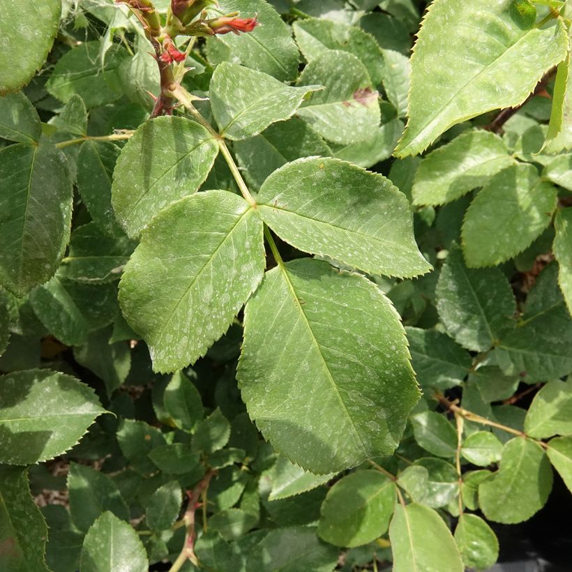Rosa Velasquez - Rose ibrida di tea (Fogliame)