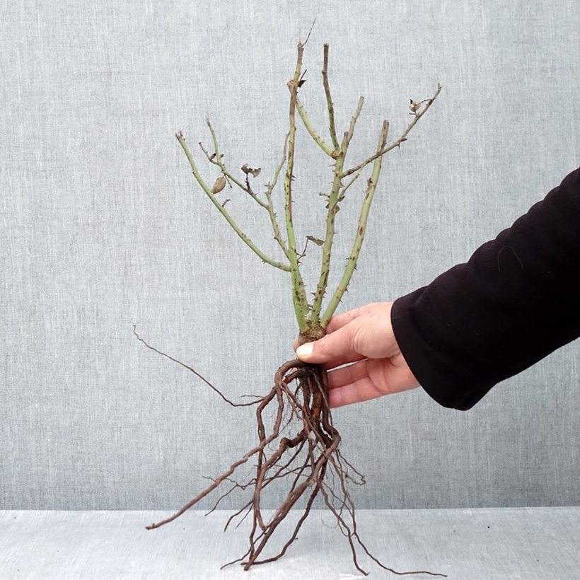 Example of Rosa Velasquez - Rose ibrida di tea Piante piccole a radice nuda as you get in hiver