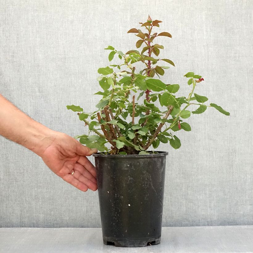 Example of Rosa Victor Hugo - Rose ibrida di tea Vaso da 4L/5L as you get in ete