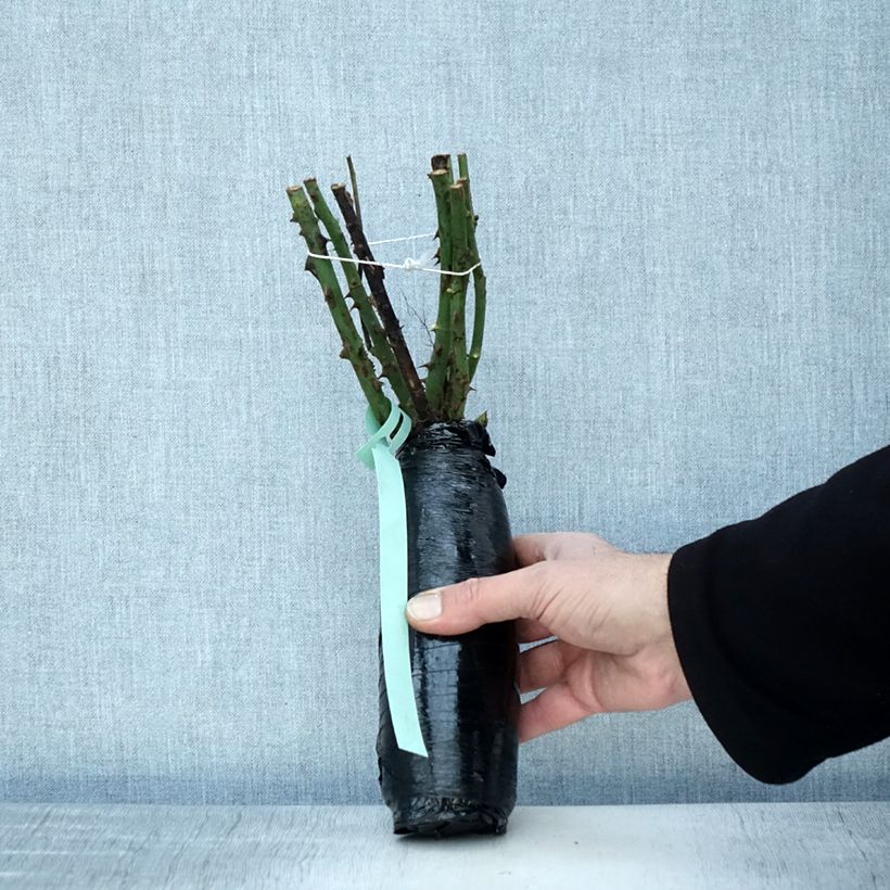 Rosa Ville de Chine Zolla a radice nuda esemplare consegnato in inverno