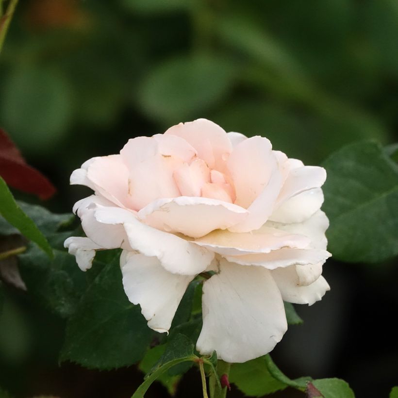 Rosa Ville de Fontenay-aux-Roses (Fioritura)